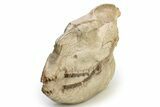 Fossil Running Rhino (Hyracodon) Skull - South Dakota #263480-7